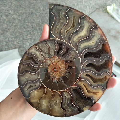 big size  400-500g RARE Iridescent AMMONITE AMMOLITE SHELL GEM FOSSIL SPECIMEN HEALING