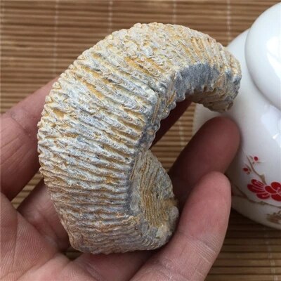 Madagascar natural oyster fossil paleontological teaching taxidermy hands play with the original stone strange stone